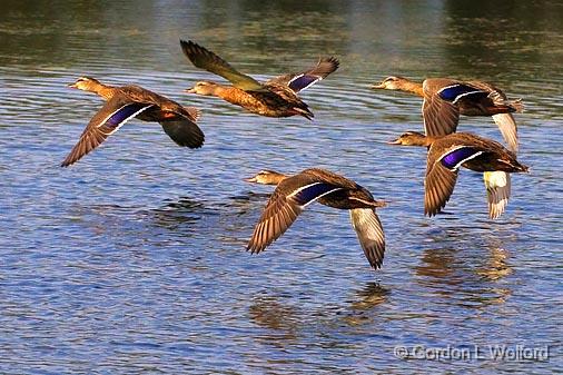 Ducks In Flight_51185.jpg - Photographed at Lindsay, Ontario, Canada.